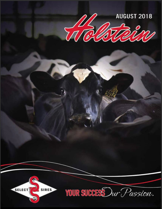 Raza Holstein